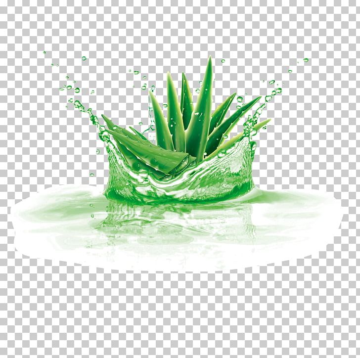 Aloe Vera Plant Gel PNG, Clipart, Adobe Illustrator, Aloe, Aloe Plant, Aloe Vera, Aloe Vera Crush Free PNG Download