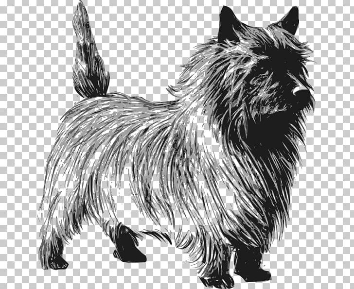 Cairn Terrier Rat Terrier Toto PNG, Clipart, Australian Silky Terrier, Black And White, Breed, Cairn, Carnivoran Free PNG Download