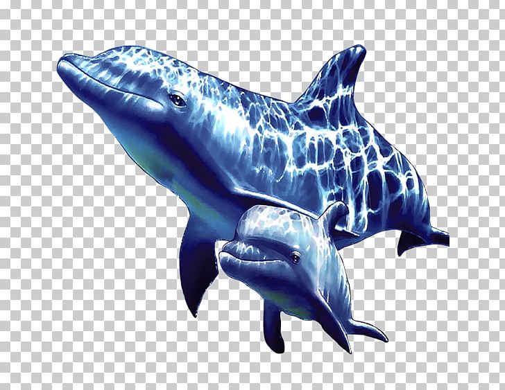 Common Bottlenose Dolphin Short-beaked Common Dolphin Rough-toothed Dolphin Tucuxi Wholphin PNG, Clipart, Animals, Bottlenose Dolphin, Dolphins, Electric Blue, Fauna Free PNG Download