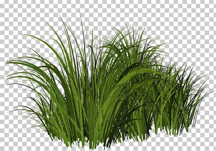 Lawn PNG, Clipart, Balcony, Chrysopogon Zizanioides, Commodity, Computer Software, Garden Free PNG Download
