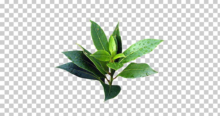 Narrow Leaved Paperbark Tea Tree Oil Cananga Odorata Essential Oil Png Clipart Aroma Compound Essential Oil