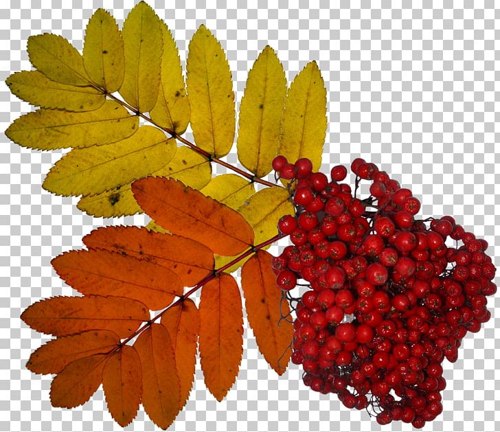 Sorbus Aucuparia PNG, Clipart, Autumn, Berry, Digital Image, Fruit, Image Viewer Free PNG Download