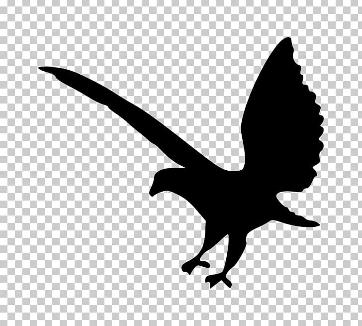 Bald Eagle Silhouette PNG, Clipart, Animals, Bald Eagle, Beak, Bird, Bird Of Prey Free PNG Download
