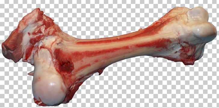 Bone PNG, Clipart, Animal Source Foods, Archive File, Bone, Cover Art, Download Free PNG Download