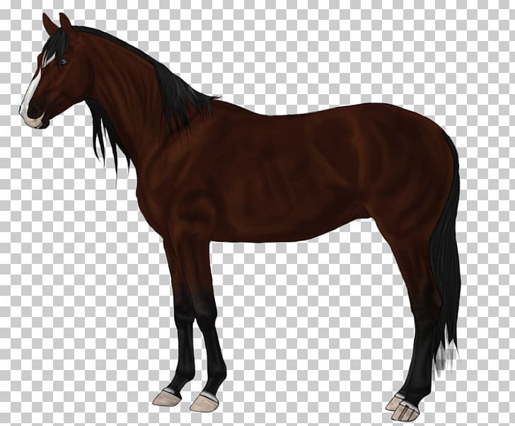 Canadian Horse Stallion Thoroughbred The Kentucky Derby Mare PNG, Clipart, Animal Figure, Bay, Bloodhorse, Bridle, Canadian Horse Free PNG Download