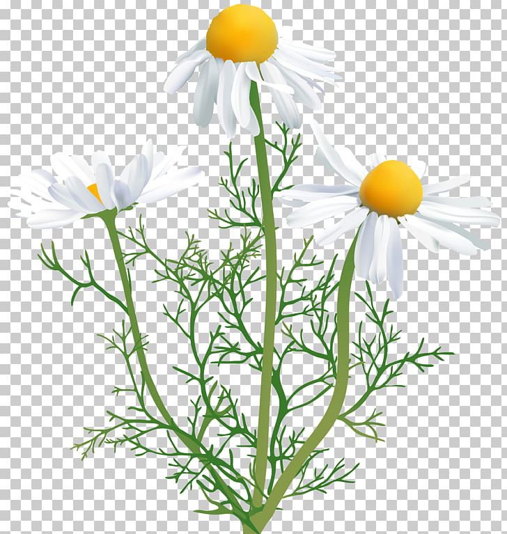 Common Daisy Chamomile Oxeye Daisy PNG, Clipart, Aster, Camomile, Chamaemelum Nobile, Chamomile, Clip Art Free PNG Download