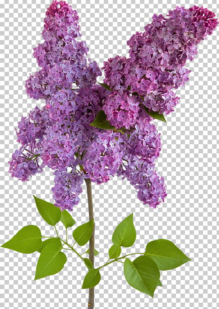 Flower Lilac Rose PNG, Clipart, Computer Icons, Drawing, Eugenol, Flower, Flowering Plant Free PNG Download