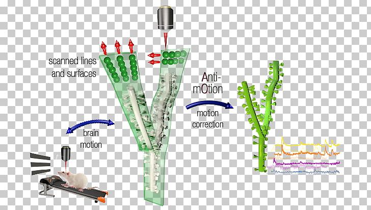 Microscope Two-photon Excitation Microscopy Femtonics PNG, Clipart, Dendrite, Grass, Image Scanner, Line, Microscope Free PNG Download