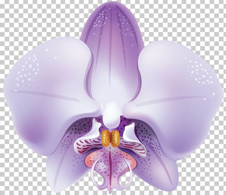 Orchids Flower PNG, Clipart, Clip Art, Color, Flower, Flowering Plant, Lilac Free PNG Download