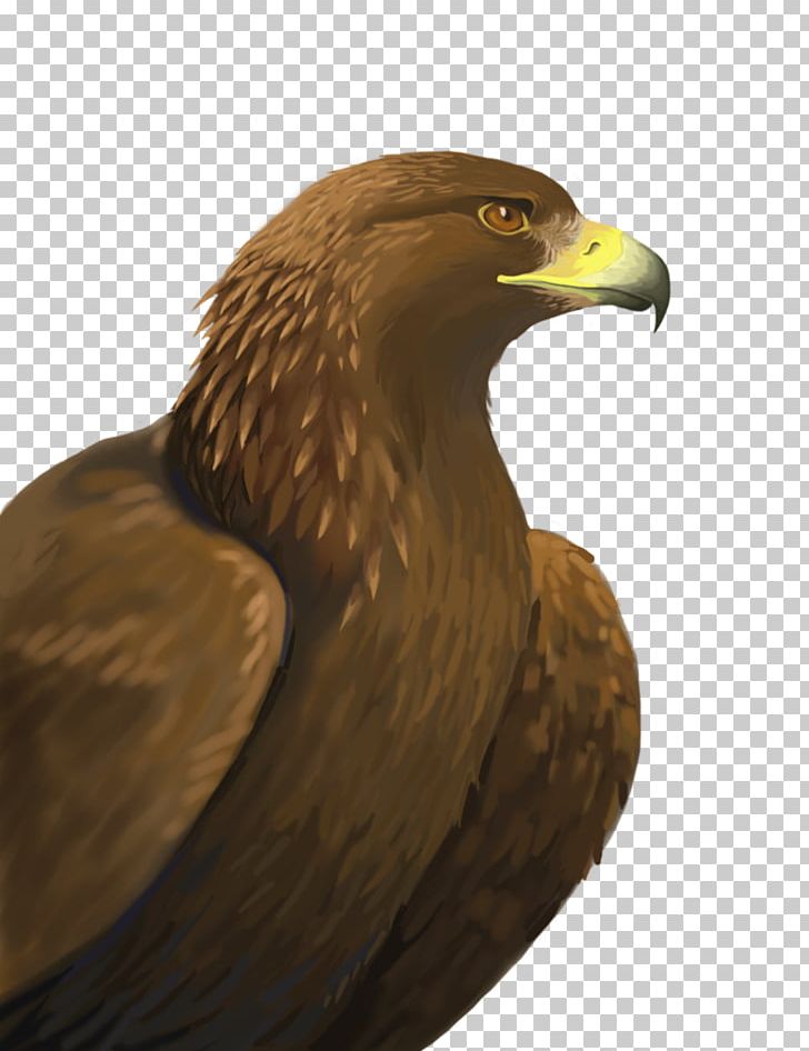 Bald Eagle Bird Of Prey Golden Eagle PNG, Clipart, Accipitriformes, Animals, Art, Background, Bald Eagle Free PNG Download