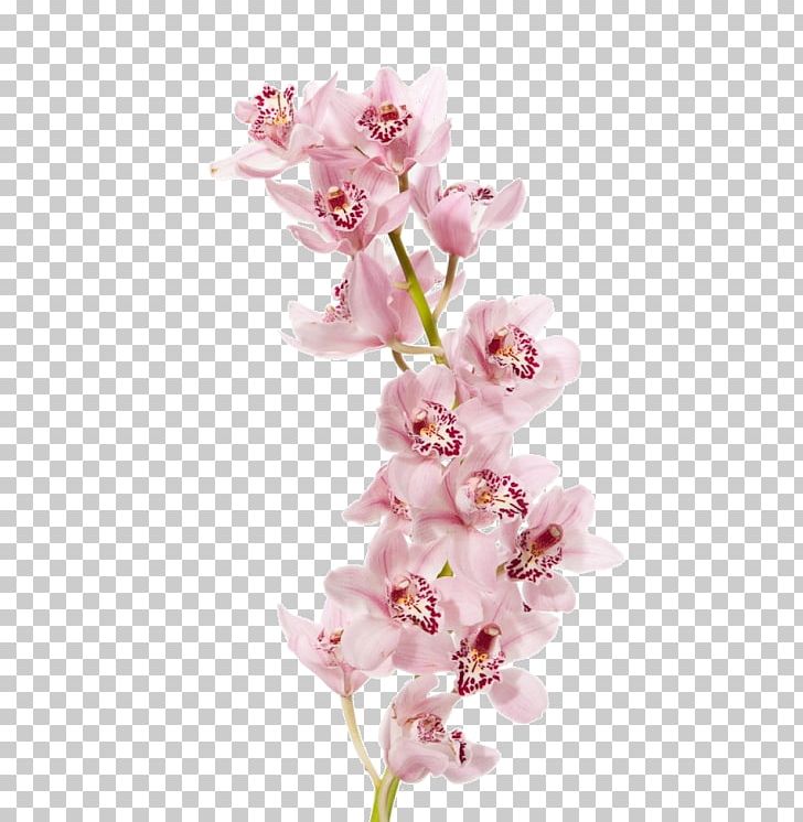 Boat Orchid Moth Orchids Flower Dendrobium PNG, Clipart, Blossom, Boat, Boat Orchid, Branch, Cherry Blossom Free PNG Download