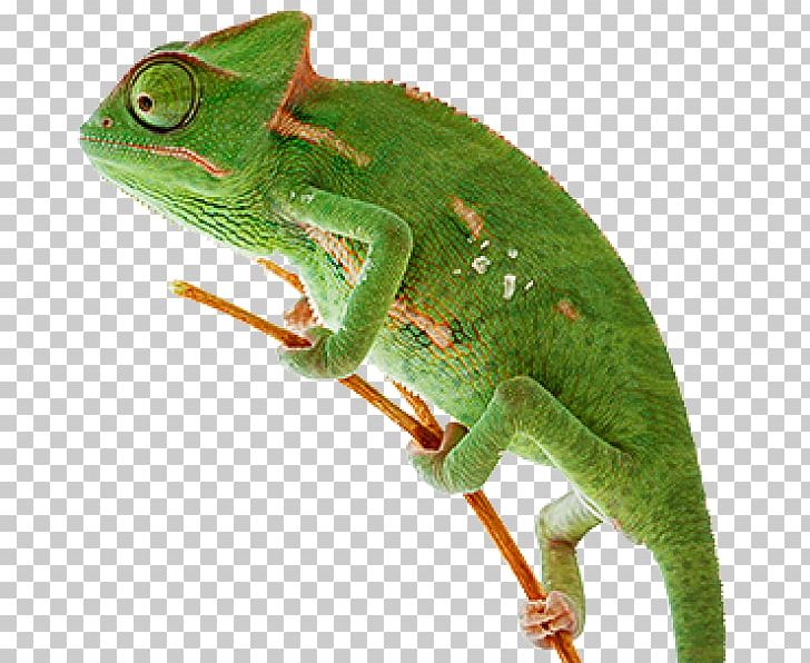 Chameleons Lizard Reptile Animal Zurück In Die Ewigkeit PNG, Clipart, Activstudio, African Chameleon, American Chameleon, Animal, Animals Free PNG Download