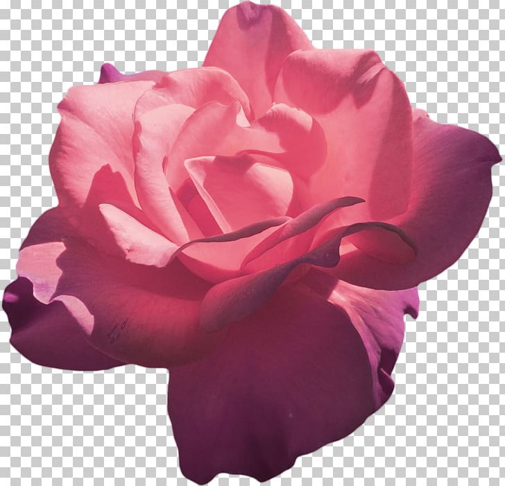 Garden Roses Pink Flower Hybrid Tea Rose PNG, Clipart, Aesthetics, Black Rose, China Rose, Cut Flowers, Drawing Free PNG Download