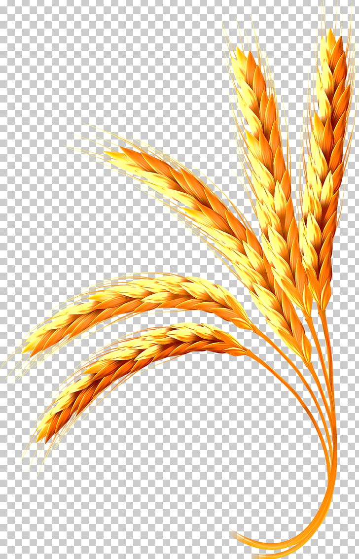 Wheat Adobe Illustrator PNG, Clipart, Cereal, Color Gradient, Commodity, Encapsulated Postscript, Euclidean Vector Free PNG Download