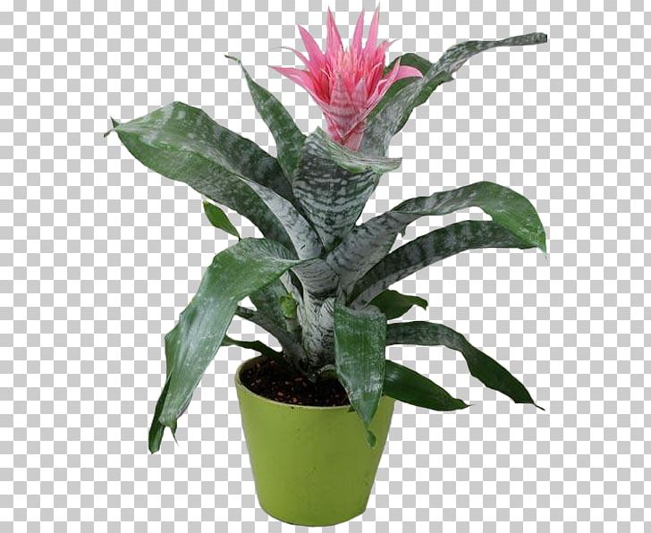 Flowering Plant Flowering Plant Leaf Houseplant PNG, Clipart,  Free PNG Download