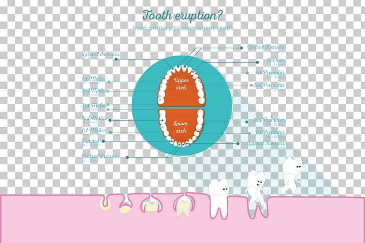Pediatric Dentistry Permanent Teeth Deciduous Teeth Endodontic Therapy PNG, Clipart, Brand, Child, Deciduous Teeth, Dentistry, Diagram Free PNG Download