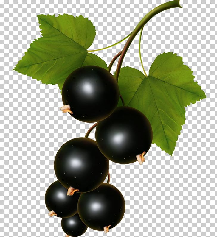 Blackcurrant Graphics Zante Currant Illustration PNG, Clipart, Bilberry, Blackcurrant, Blueberry, Chokeberry, Currant Free PNG Download