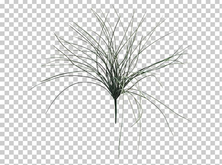 Grasses Leaf Shrub Fern Plant Stem PNG, Clipart,  Free PNG Download