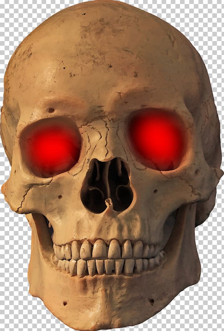 Human Skull Skeleton Bone PNG, Clipart, Bone, Bone Density, Face, Facial Skeleton, Fantasy Free PNG Download