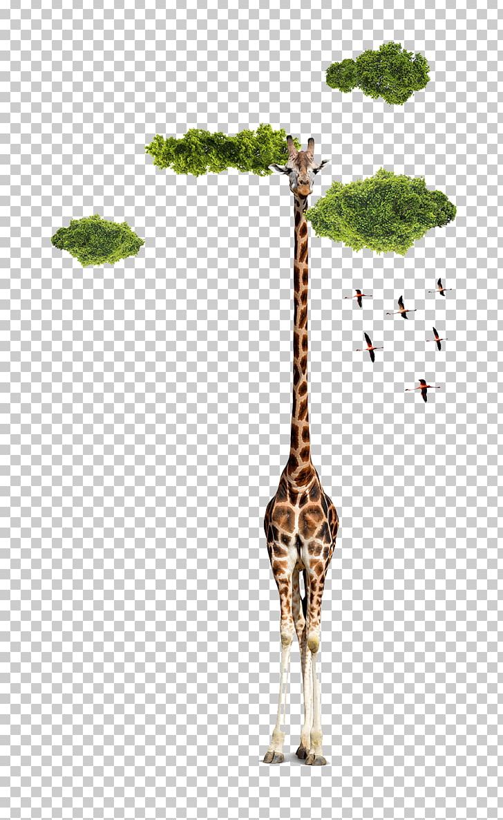 Northern Giraffe Designer Creativity PNG, Clipart, Animals, Background Green, Cloud, Cloud Iridescence, Clouds Free PNG Download