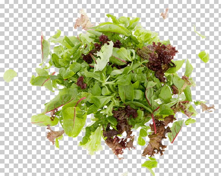 Red Leaf Lettuce Vegetarian Cuisine Spring Greens Leaf Vegetable Herb PNG, Clipart, Food, Herb, La Quinta Inns Suites, Leaf Vegetable, Lettuce Free PNG Download