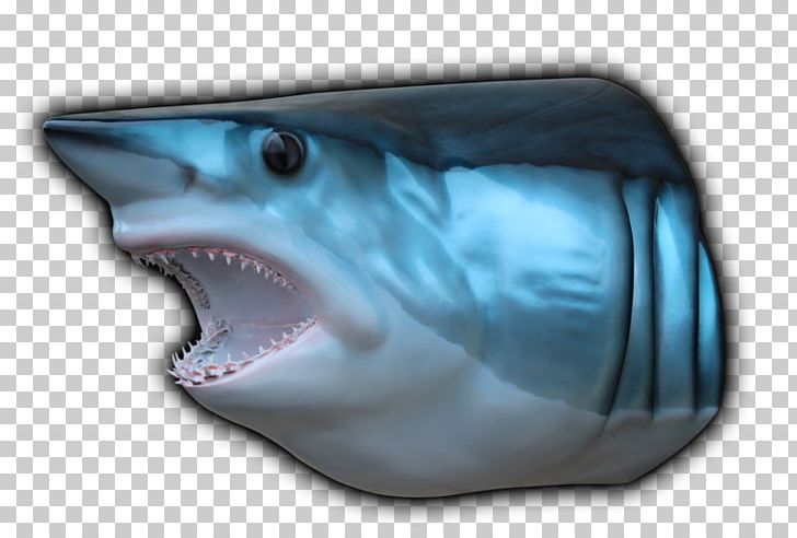 Tiger Shark Isurus Oxyrinchus Blue Shark Hammerhead Shark PNG, Clipart, Animals, Biology, Blue Catfish, Blue Shark, Carcharhiniformes Free PNG Download