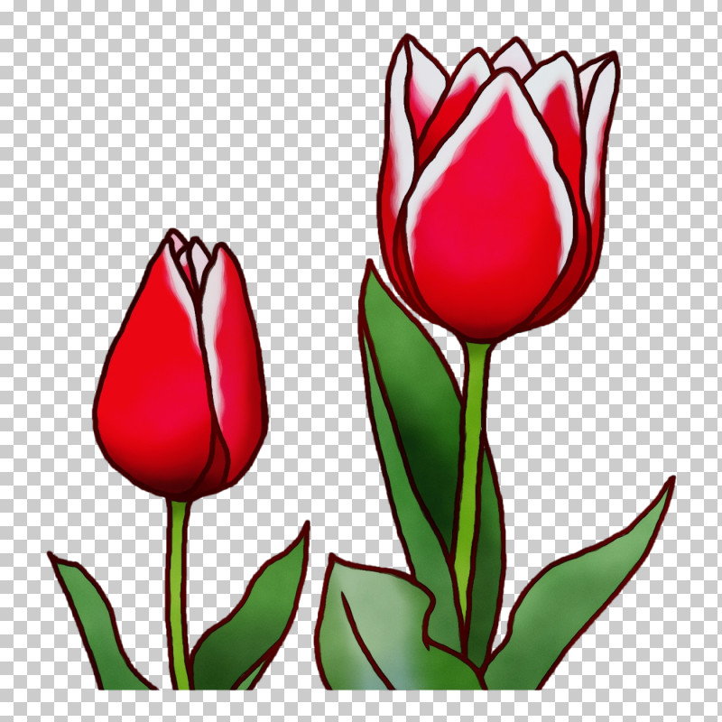 Floral Design PNG, Clipart, Bud, Carnation, Chrysanthemum, Cut Flowers, Floral Design Free PNG Download