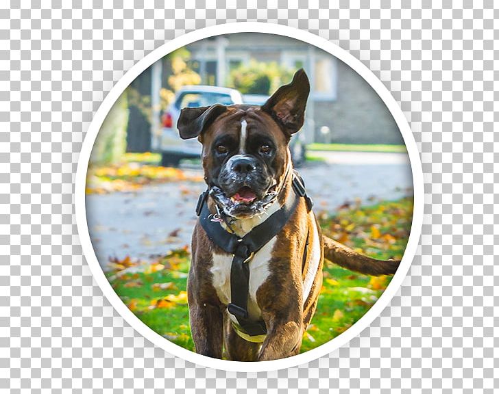 Boxer Dog Breed Raw Feeding Cat Løve PNG, Clipart, Boxer, Breed, Carnivoran, Cat, Crossbreed Free PNG Download