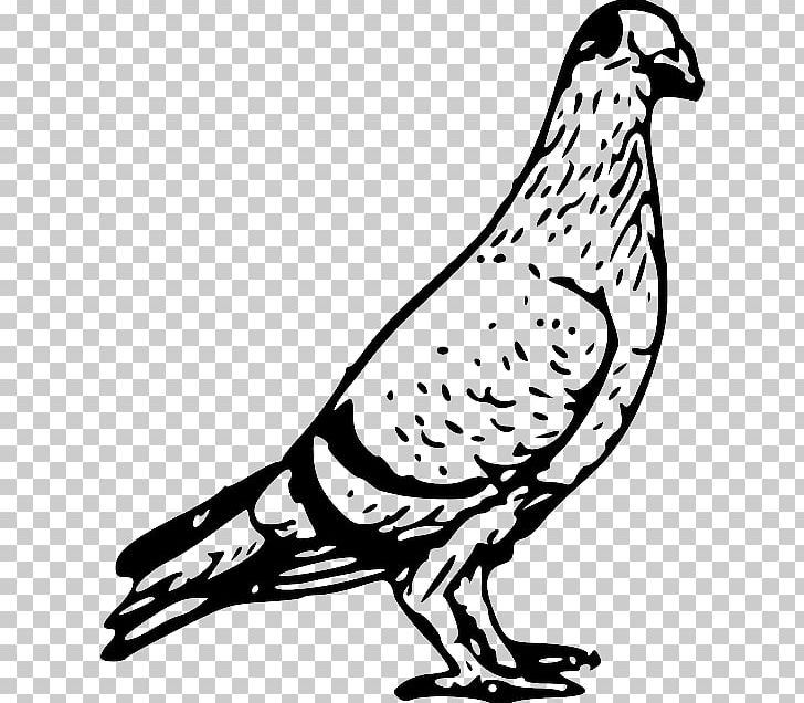Domestic Pigeon Columbidae Bird PNG, Clipart, Artwork, Bird, Black And White, Columbidae, Desktop Wallpaper Free PNG Download