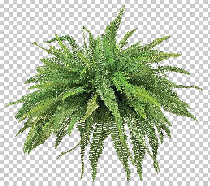 Fern Plant Agave PNG, Clipart, Agave, Cactaceae, Drawing, Fern, Ferns And Horsetails Free PNG Download