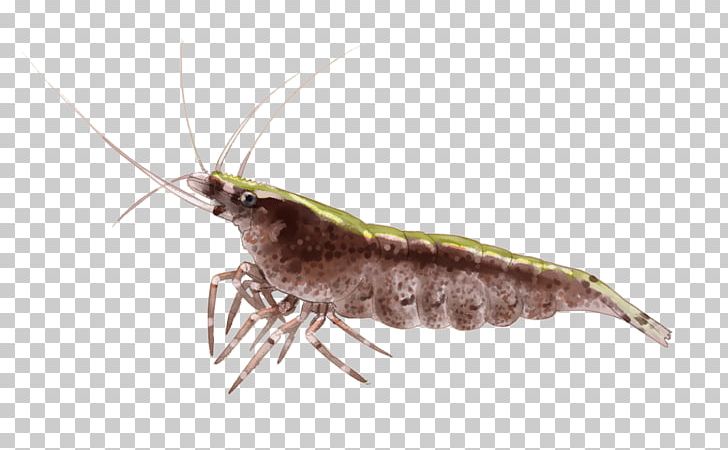 Net-winged Insects Butterfly Pest PNG, Clipart, Animals, Arthropod, Butterflies And Moths, Butterfly, Dinosaur Heresies Free PNG Download
