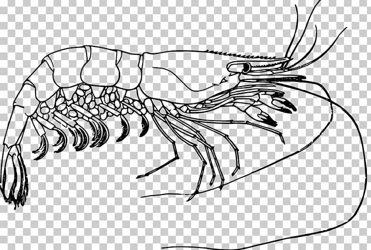 Prawn Shrimp Drawing PNG, Clipart, Animals, Artwork, Black, Black And White, Black Boat Free PNG Download