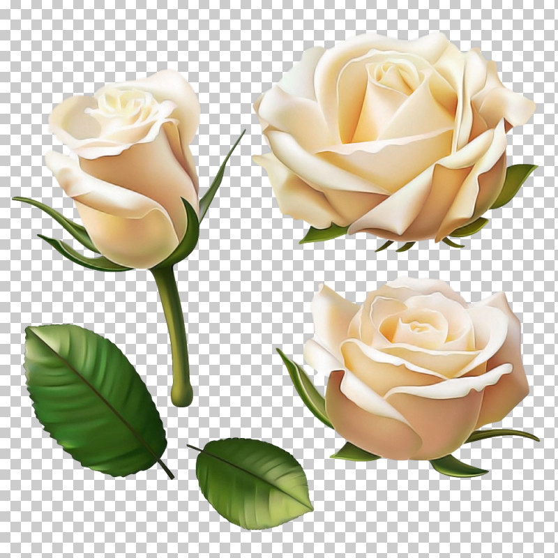 Garden Roses PNG, Clipart, Artificial Flower, Bud, Cut Flowers, Floribunda, Flower Free PNG Download