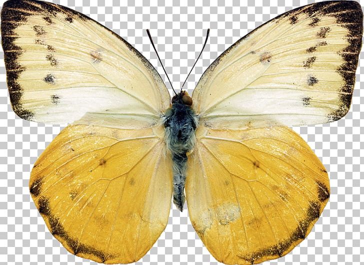 Butterfly Stock Photography Bow Tie Yellow Brooch PNG, Clipart, Arthropod, Bombycidae, Bow Tie, Brooch, Brush Footed Butterfly Free PNG Download