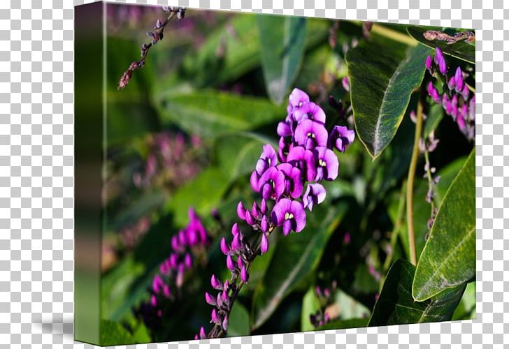 Flower Vine Purple Violet Plant PNG, Clipart, Asarina, Black, Blue, Flora, Flower Free PNG Download