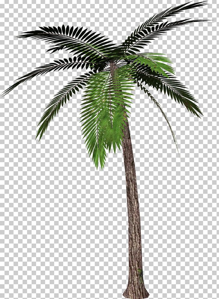Palm Trees PNG, Clipart, Arecaceae, Arecales, Attalea Speciosa, Borassus Flabellifer, Coconut Free PNG Download