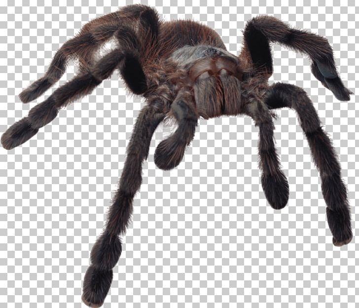 Spiders (Collins Gem) Gem Spiders Tarantula PNG, Clipart, Animal, Arachnid, Arachnophobia, Arthropod, Brown Widow Free PNG Download