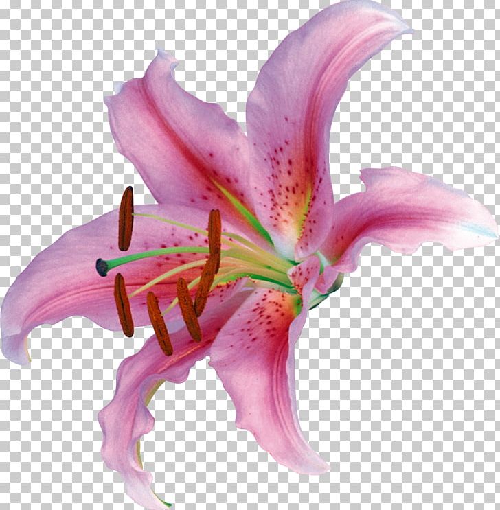 Lilium Flower Petal PNG, Clipart, Amaryllis Belladonna, Calice, Cut Flowers, Daylily, Digital Image Free PNG Download