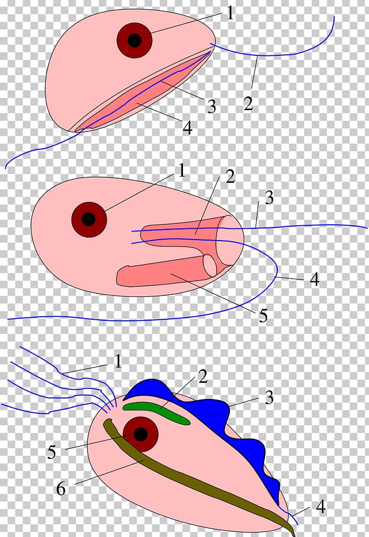 Metamonad Flagellum Cytostome Hydrogenosome Cell PNG, Clipart, Angle, Area, Art, Artwork, Beak Free PNG Download