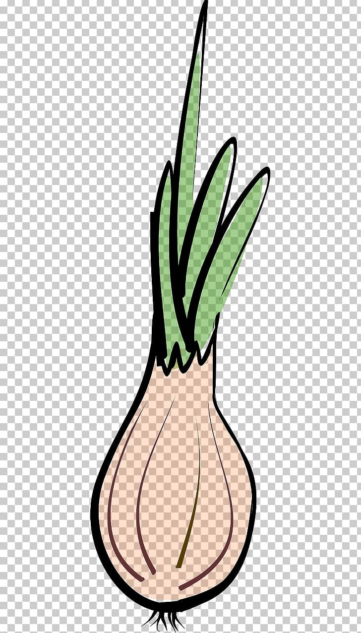 Shallot Vegetable Garlic Chives PNG, Clipart, Animation, Artwork, Capsicum, Chives, Drawing Free PNG Download