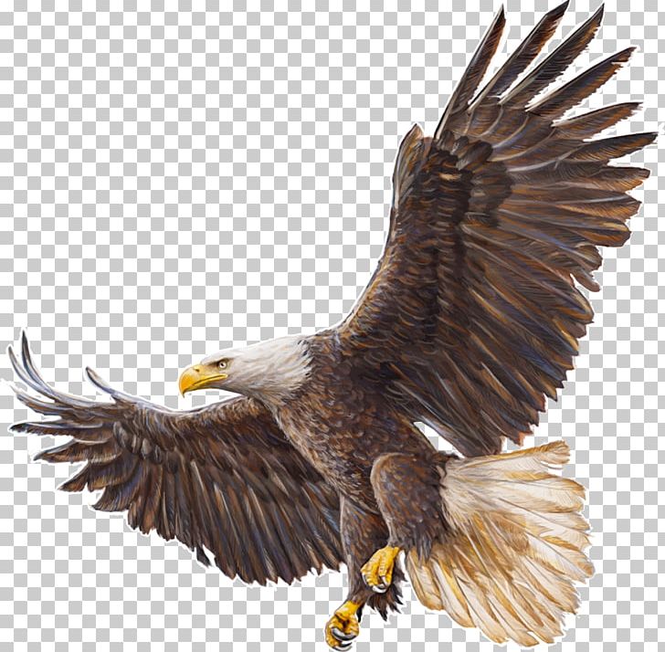 Bald Eagle Drawing PNG, Clipart, Accipitriformes, Animals, Bald Eagle, Beak, Bird Free PNG Download