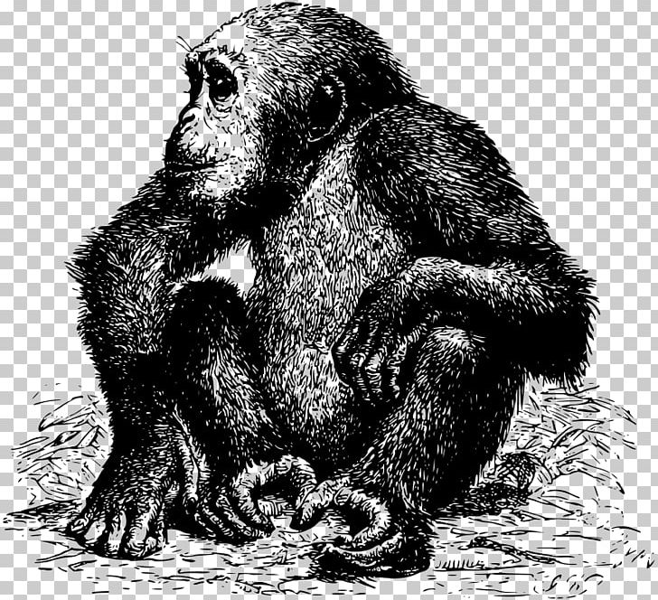 Common Chimpanzee Western Gorilla Ape Orangutan PNG, Clipart, African, Animal, Animals, Ape, Bear Free PNG Download