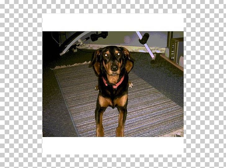 Dobermann Polish Hunting Dog Austrian Black And Tan Hound Transylvanian Hound Dog Breed PNG, Clipart, Austria, Austrian Black And Tan Hound, Black And Tan Coonhound, Breed, Carnivoran Free PNG Download