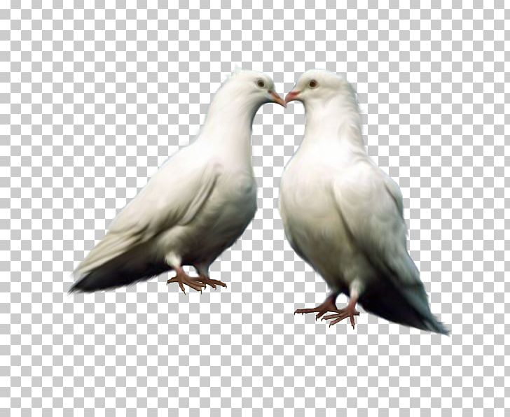 Domestic Pigeon Bird Columbidae PNG, Clipart, Animal, Animals, Beak, Cartoon Couple, Columba Free PNG Download