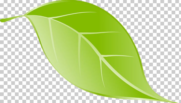 Leaflet Information PNG, Clipart, Apple Leaf, Cross Product, Green, Herb, Information Free PNG Download
