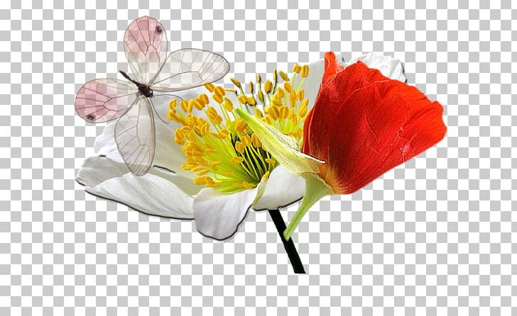 Poppy Idea Flower Handicraft PNG, Clipart, Alstroemeriaceae, Askartelu, Blossom, Bricolage, Common Poppy Free PNG Download