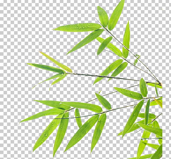 Bamboo Leaf Green PNG, Clipart, Angle, Autumn Leaf, Bamboo Forest, Bamboo Pattern, Bamboo Tree Free PNG Download