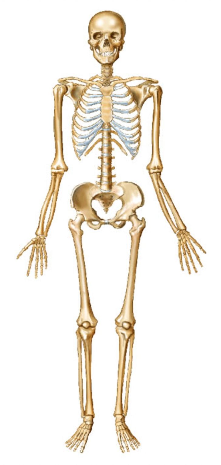 Human Skeleton Bone Human Body Joint PNG, Clipart, Anatomy, Arm, Axial Skeleton, Bone, Costume Design Free PNG Download