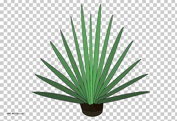Leaf Drawing Tree Raster Graphics PNG, Clipart, Agave, Arecaceae, Arecales, Bitmap, Conifers Free PNG Download
