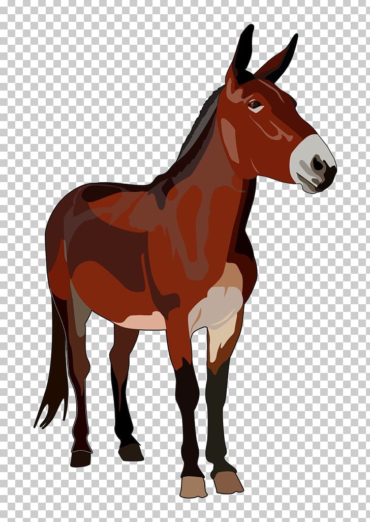 Mule Mula Mare Horse Foal PNG, Clipart, Bridle, Colt, Donkey, Drawing, Foal Free PNG Download